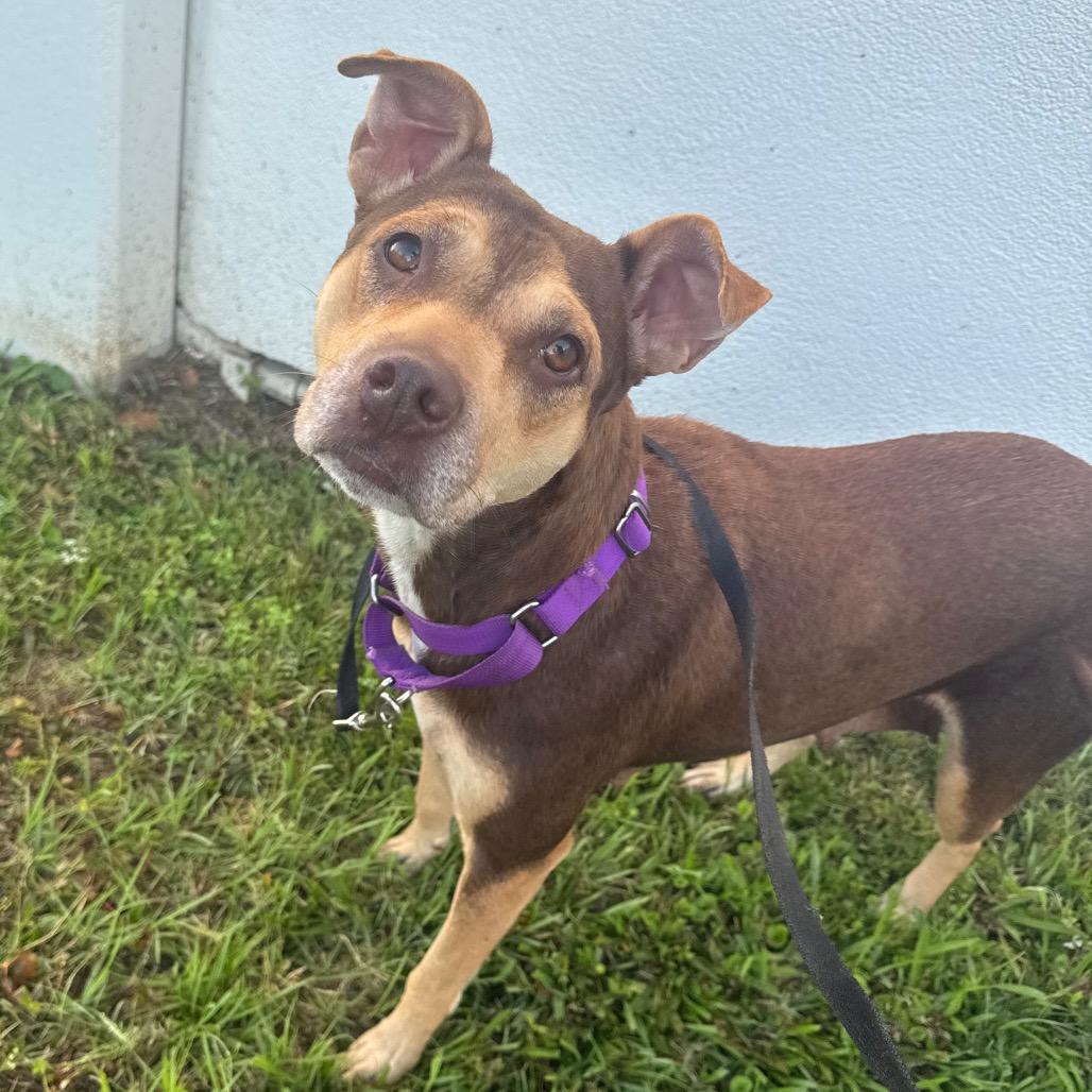 Jade, a Adoptable mixed breed in League City, TX image 1/6