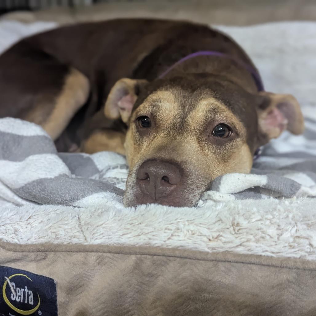 Jade, a Adoptable mixed breed in League City, TX image 2/6