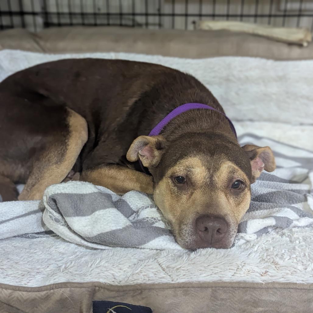 Jade, a Adoptable mixed breed in League City, TX image 6/6