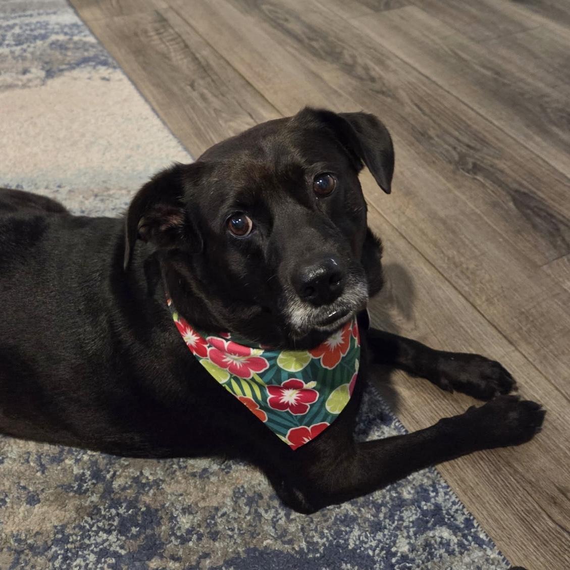 Willa, Adoptable, Adult Female Black Labrador Retriever & Pit Bull Terrier.