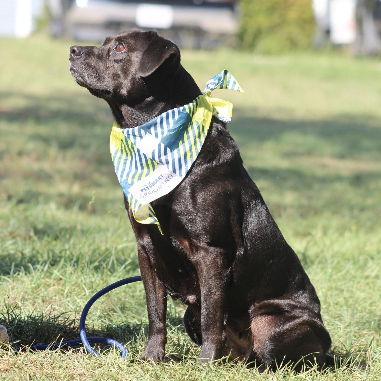 Enlarge Willa, a Adoptable mixed breed in Northwood, NH image 6/6