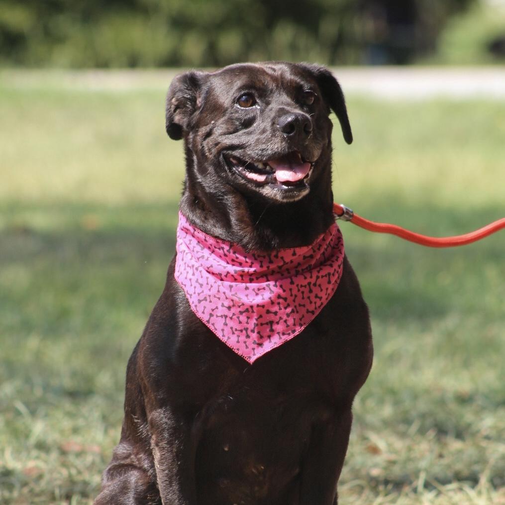 Enlarge Willa, a Adoptable mixed breed in Northwood, NH image 2/6