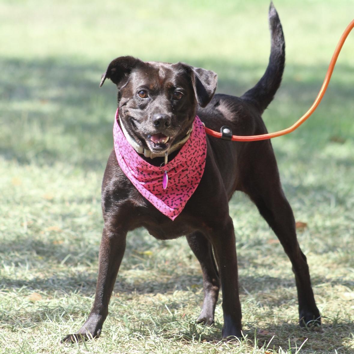 Enlarge Willa, a Adoptable mixed breed in Northwood, NH image 5/6