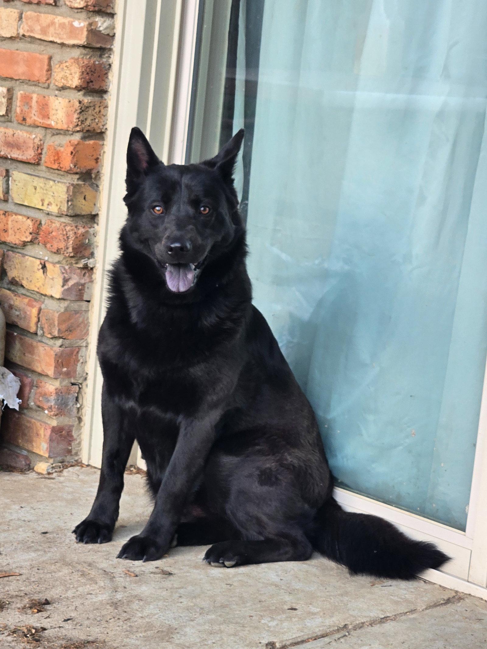 Enlarge Sadie (Courtesy Post), a Adopted Shepherd in Munford, TN image 1/3