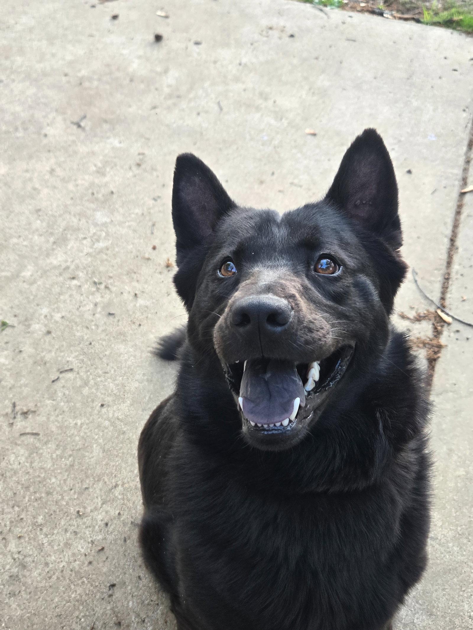 Enlarge Sadie (Courtesy Post), a Adopted Shepherd in Munford, TN image 2/3