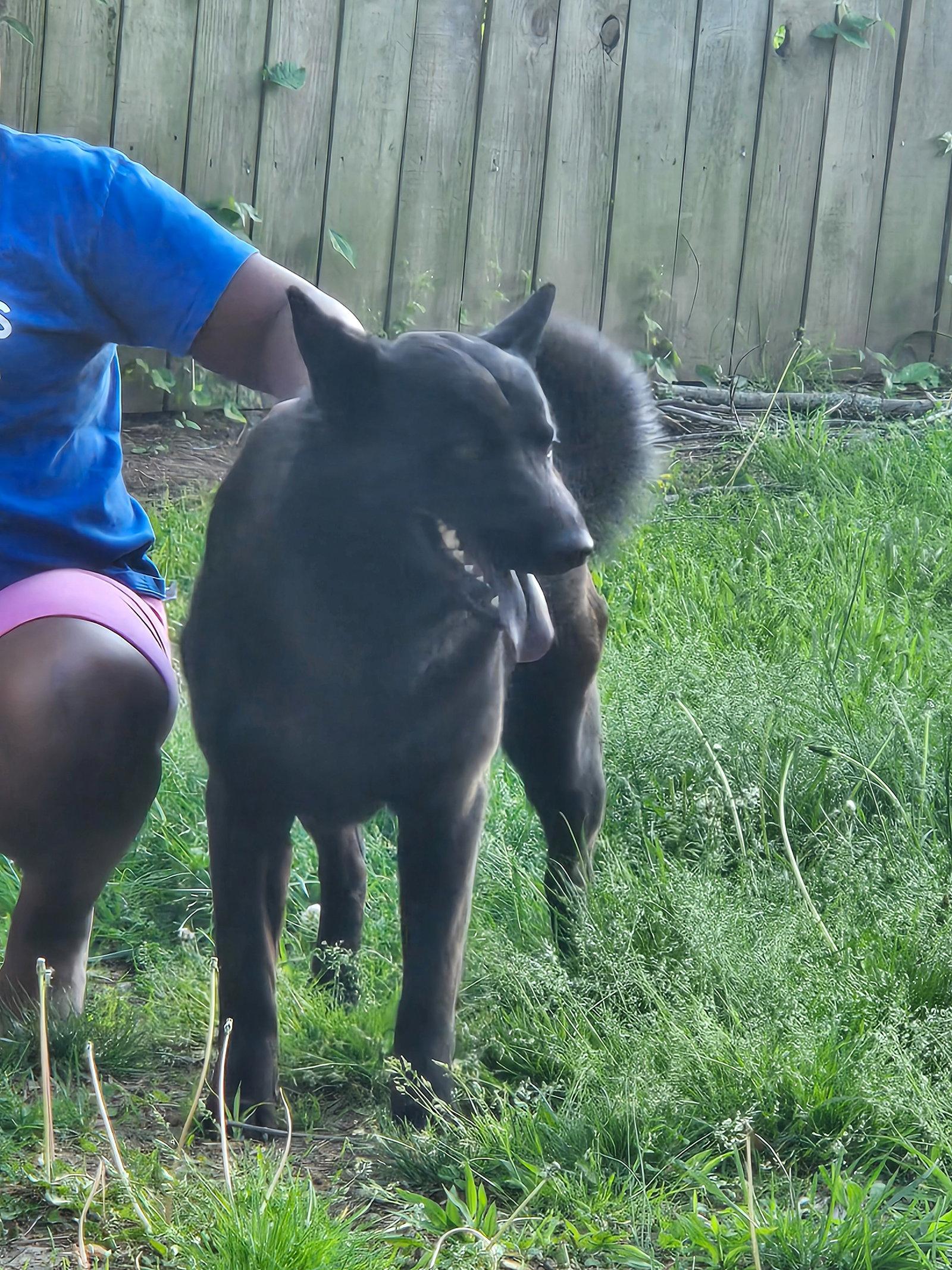 Enlarge Sadie (Courtesy Post), a Adopted Shepherd in Munford, TN image 3/3