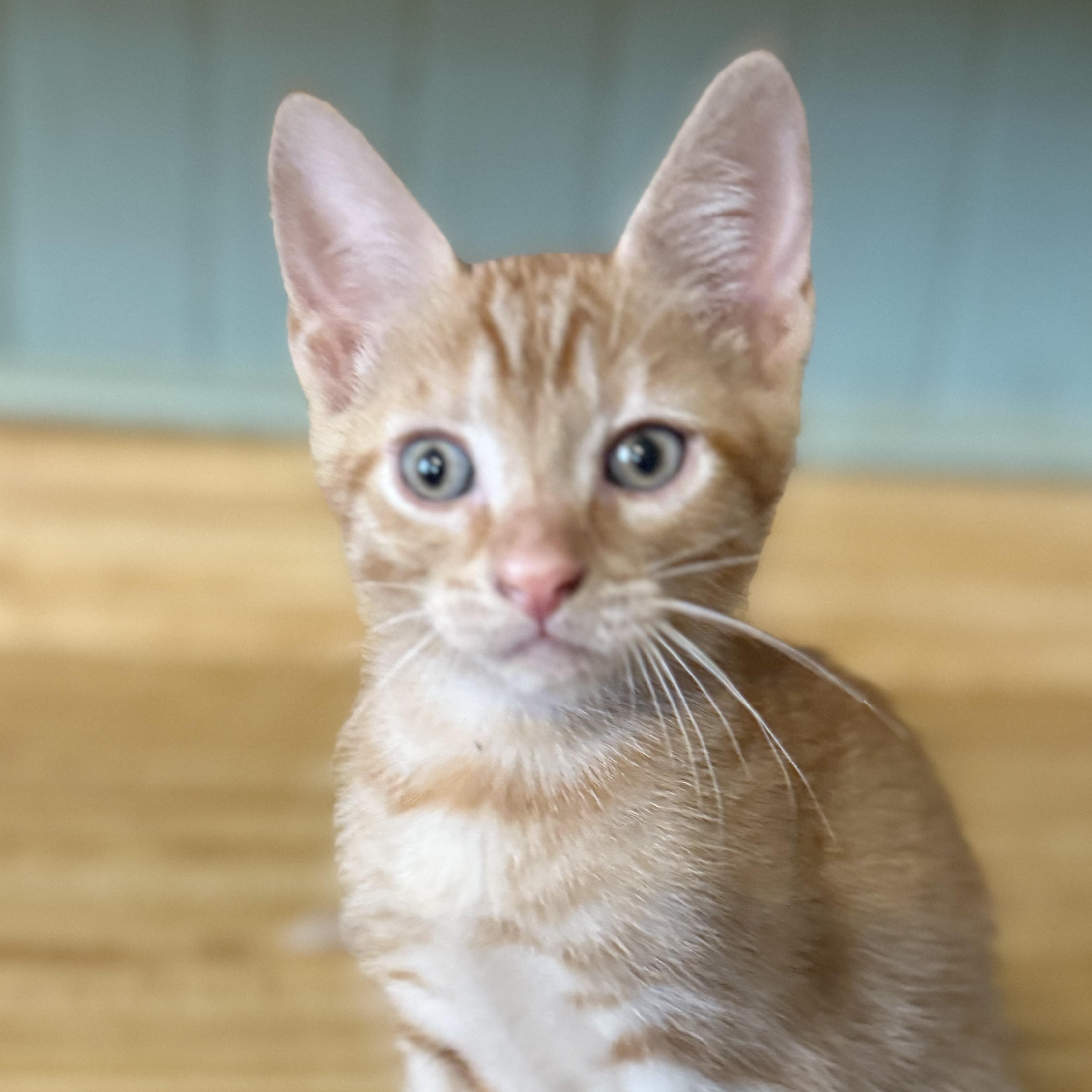 Enlarge Timothy, a hold Domestic Short Hair in Clinton, NC image 1/4