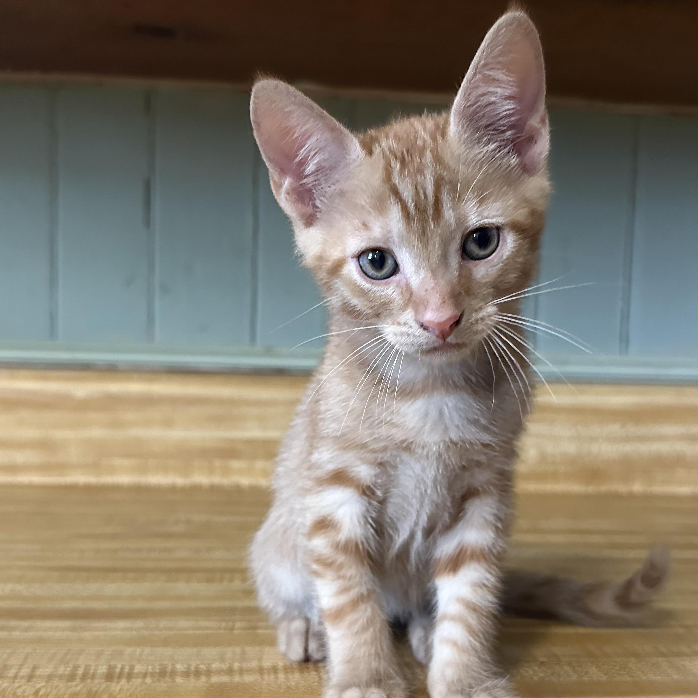 Enlarge Timothy, a hold Domestic Short Hair in Clinton, NC image 3/4