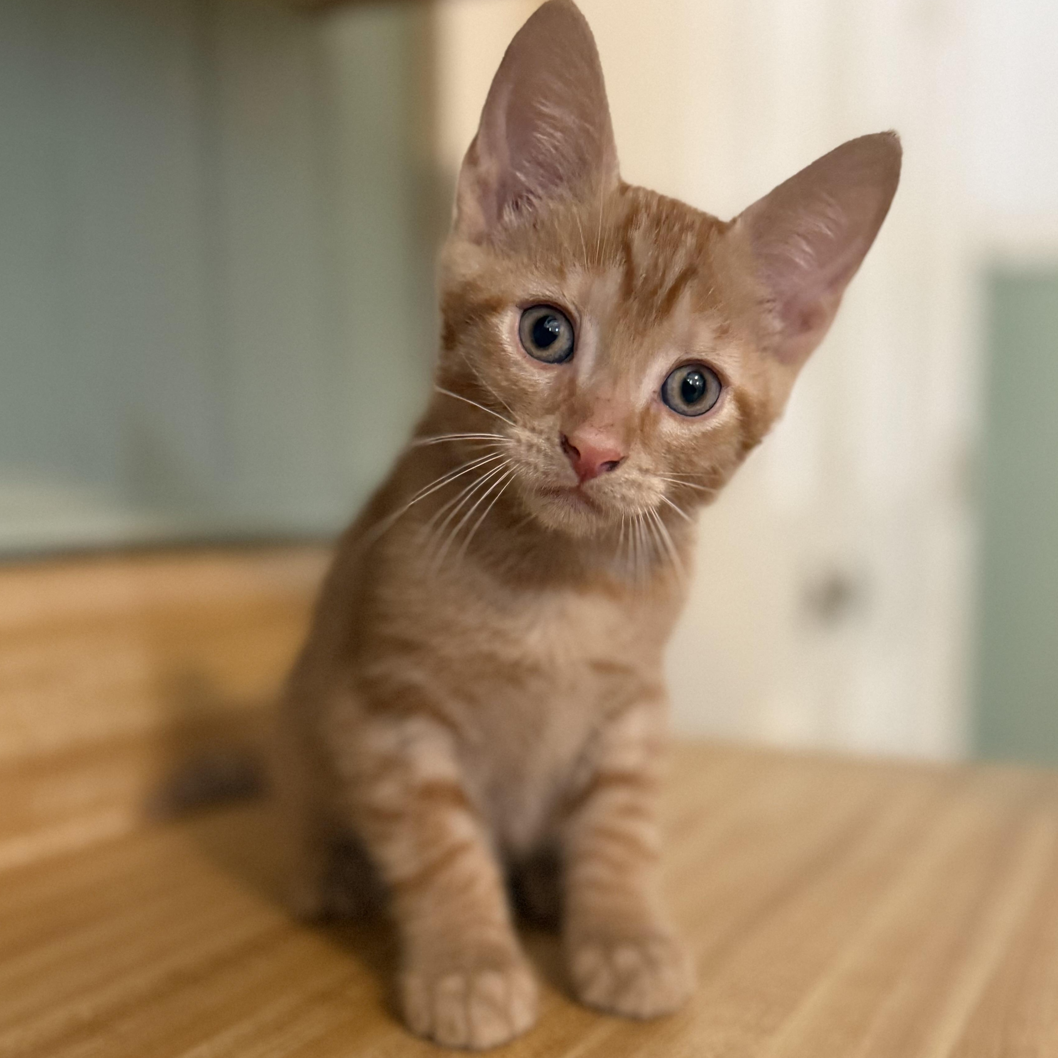 Enlarge Timothy, a hold Domestic Short Hair in Clinton, NC image 2/4