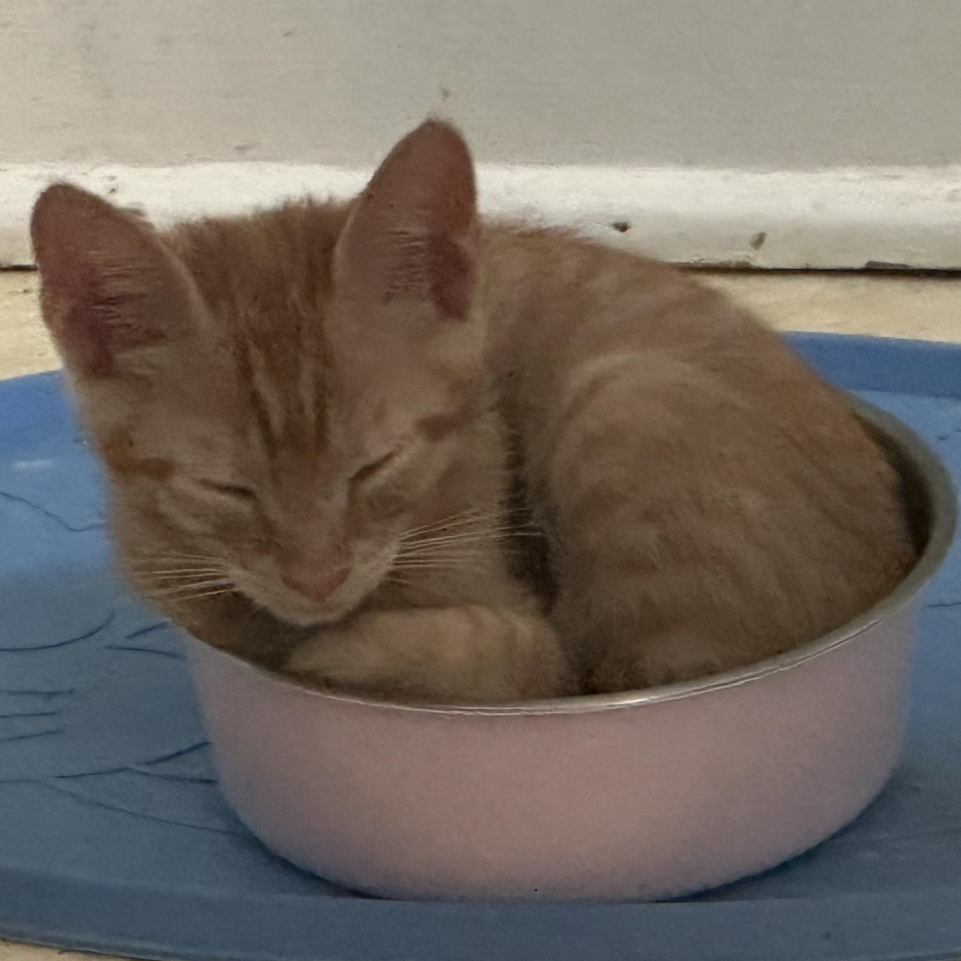 Enlarge Timothy, a hold Domestic Short Hair in Clinton, NC image 4/4