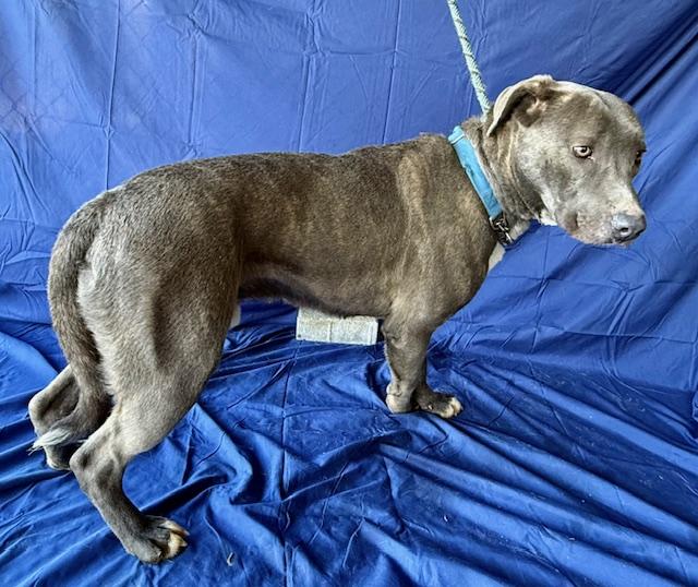 Farley Calm Gentle Blue Boy Just a total Sweetheart ask for adorable videos. Great Companion Pup