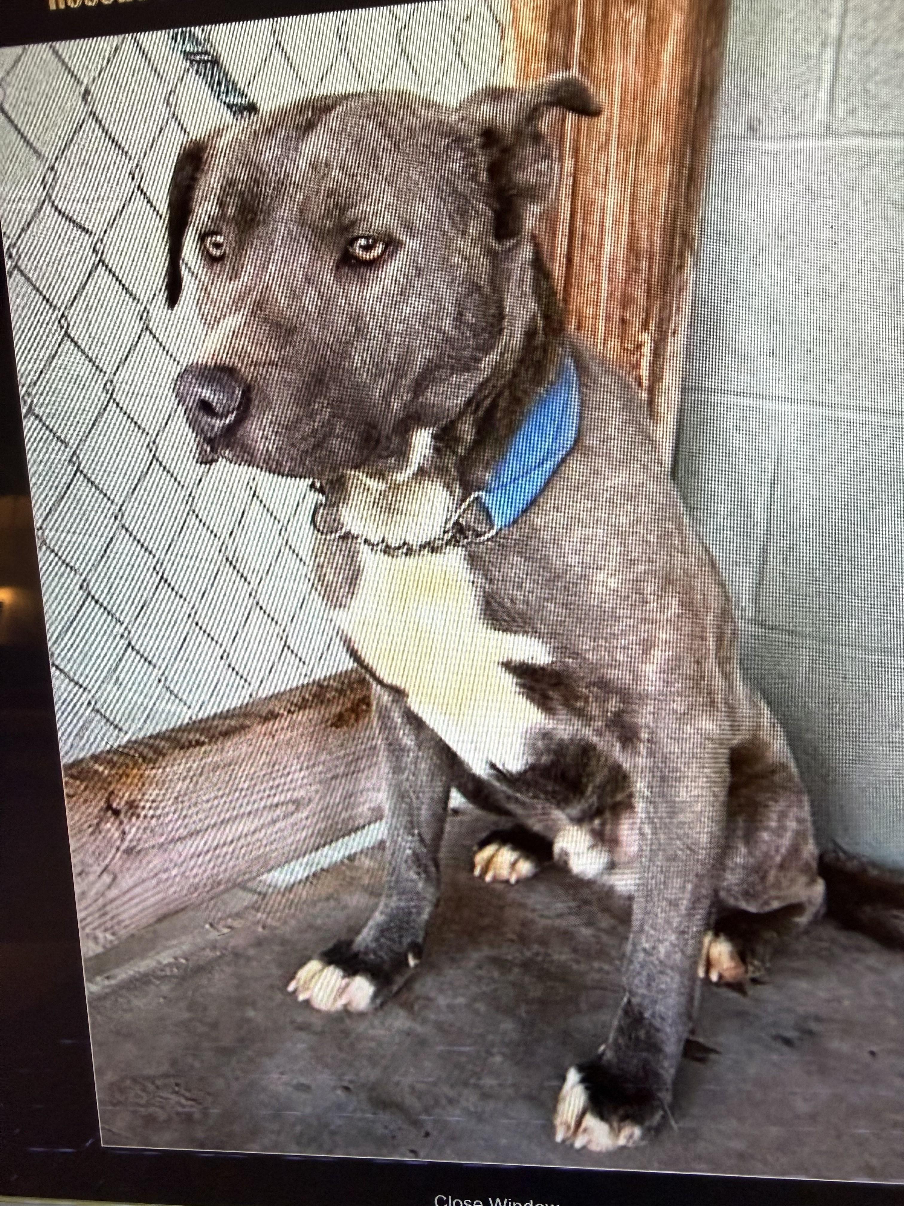 Farley Calm Gentle Blue Boy Just a total Sweetheet Great Company Very Regal, a Adoptable mixed breed in Richmond, VA image 6/6