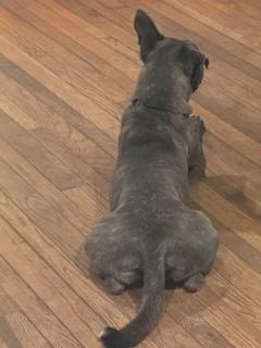 Enlarge Farley Calm Gentle Blue Boy Just a total Sweetheet Great Company Very Regal, a Adoptable mixed breed in Ridgefield, CT image 6/6