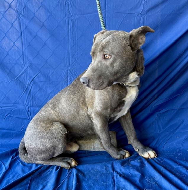 Farley Calm Gentle Blue Boy Just a total Sweetheart ask for adorable videos. Great Companion Pup
