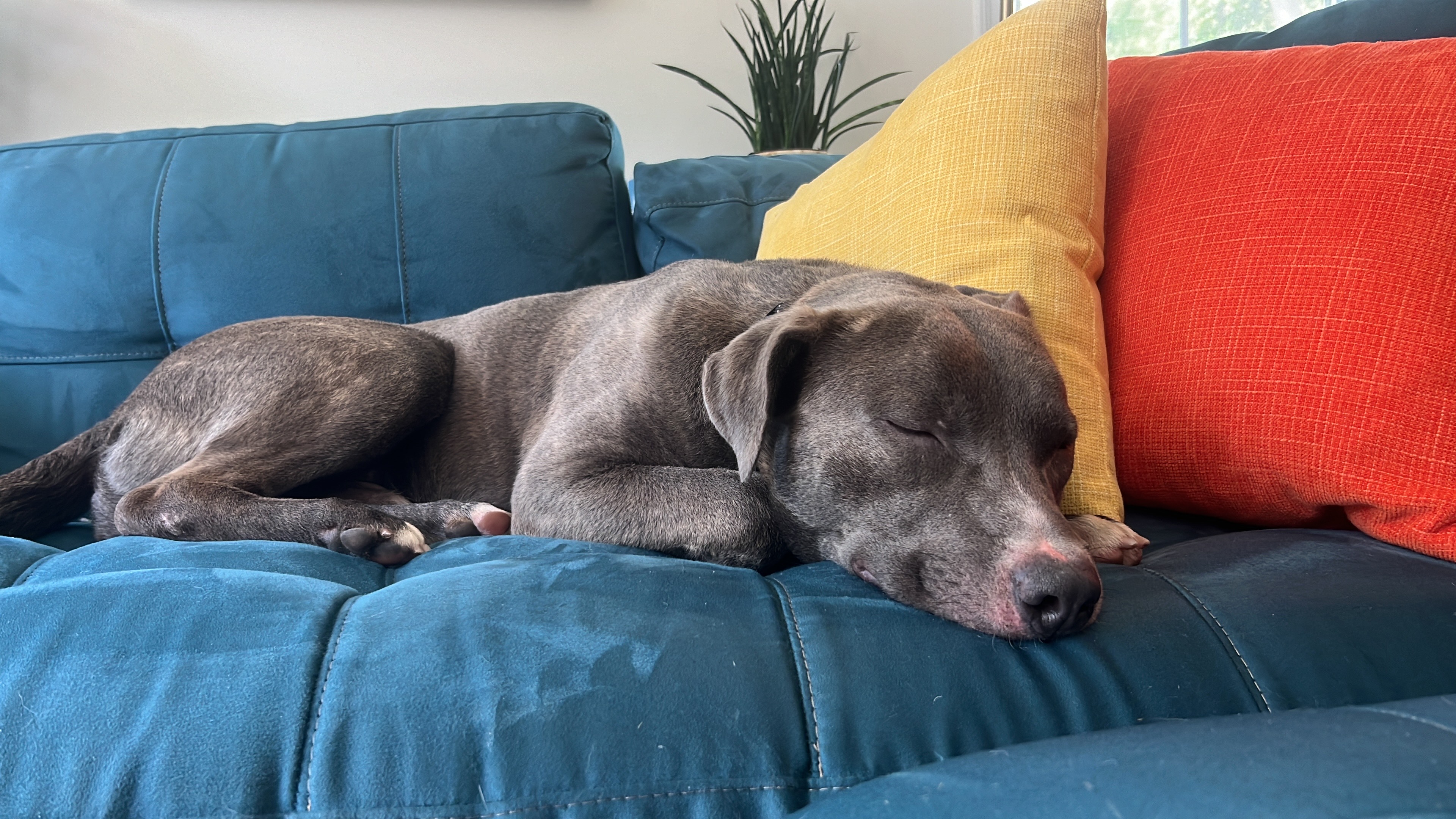 Enlarge Farley Calm Gentle Blue Boy Just a total Sweetheet Great Company Very Regal, a Adoptable mixed breed in Ridgefield, CT image 4/6