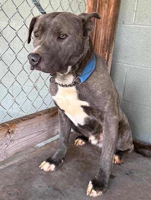 Enlarge Farley Calm Gentle Blue Boy Just a total Sweetheet Great Company Very Regal, a Adoptable mixed breed in Ridgefield, CT image 2/6