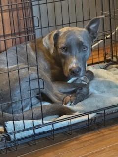 Enlarge Farley Calm Gentle Blue Boy Just a total Sweetheet Great Company Very Regal, a Adoptable mixed breed in Ridgefield, CT image 1/6