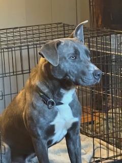 Farley Calm Gentle Blue Boy Just a total Sweetheet Great Company Very Regal