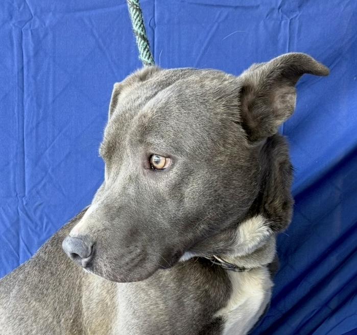 Enlarge Farley Calm Gentle Blue Boy Just a total Sweetheet Great Company Very Regal, a Adoptable mixed breed in Ridgefield, CT image 3/6