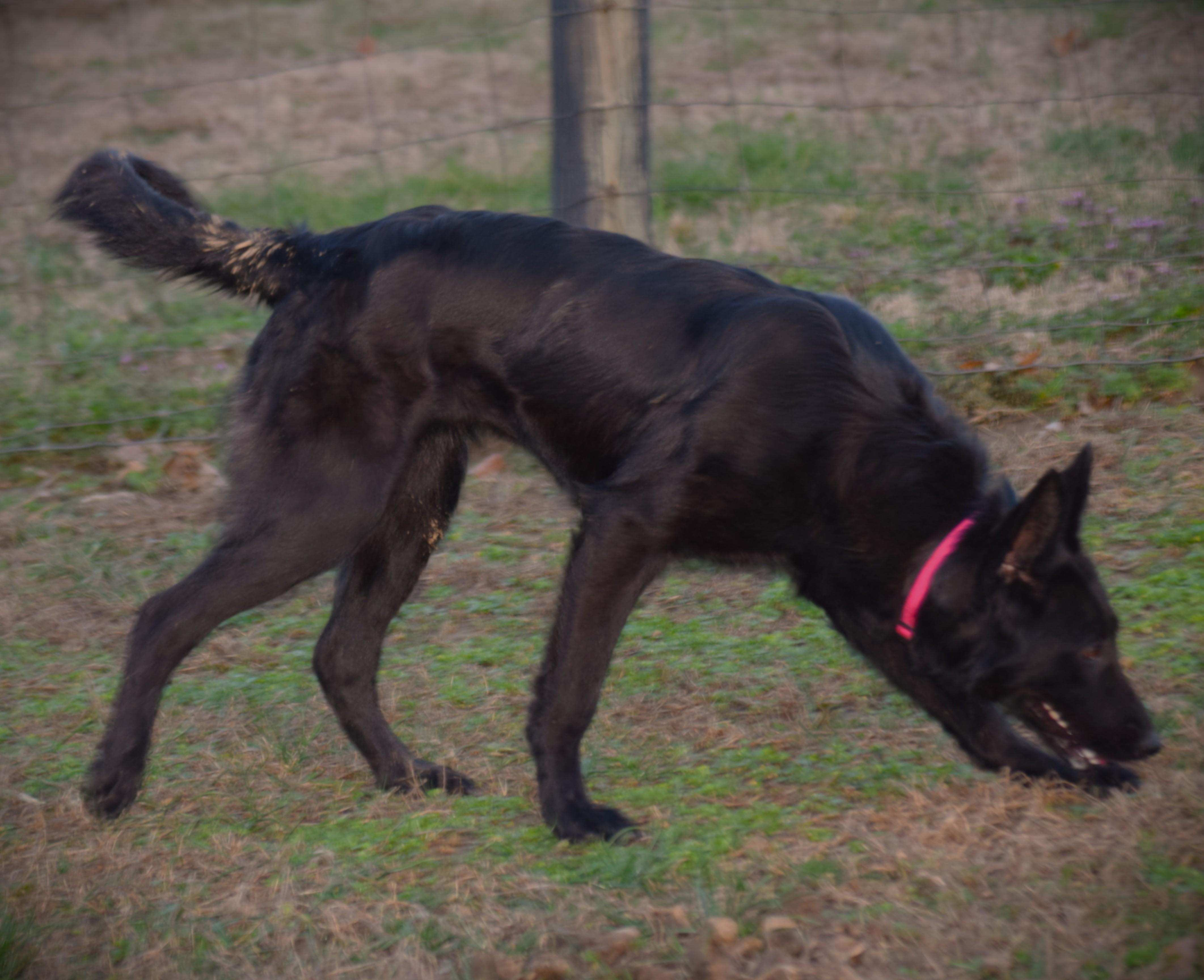 Enlarge Olive- Smart-Loyal, a ADOPTABLE mixed breed in Rockport, IN image 3/5