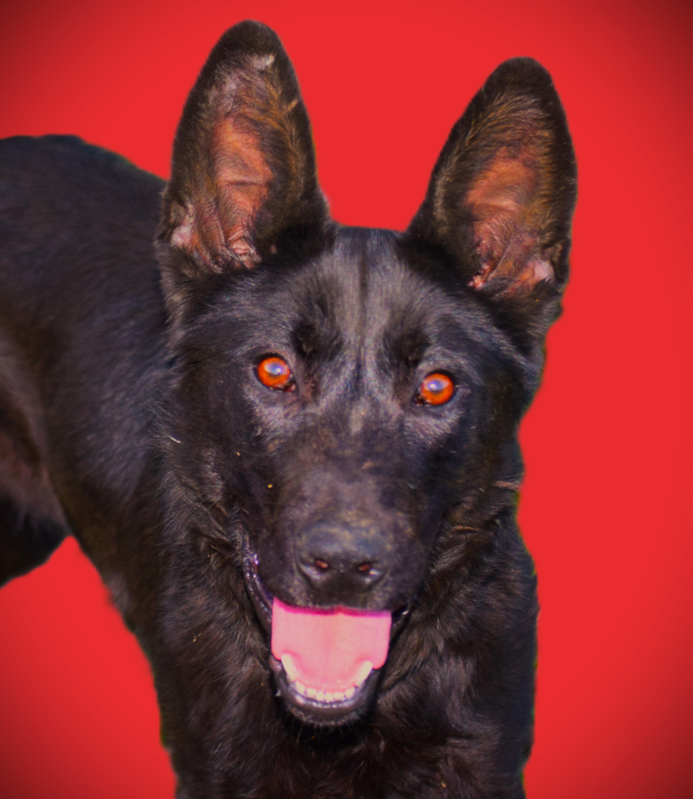 Olive- Smart-Loyal, ADOPTABLE, Young Female German Shepherd Dog.