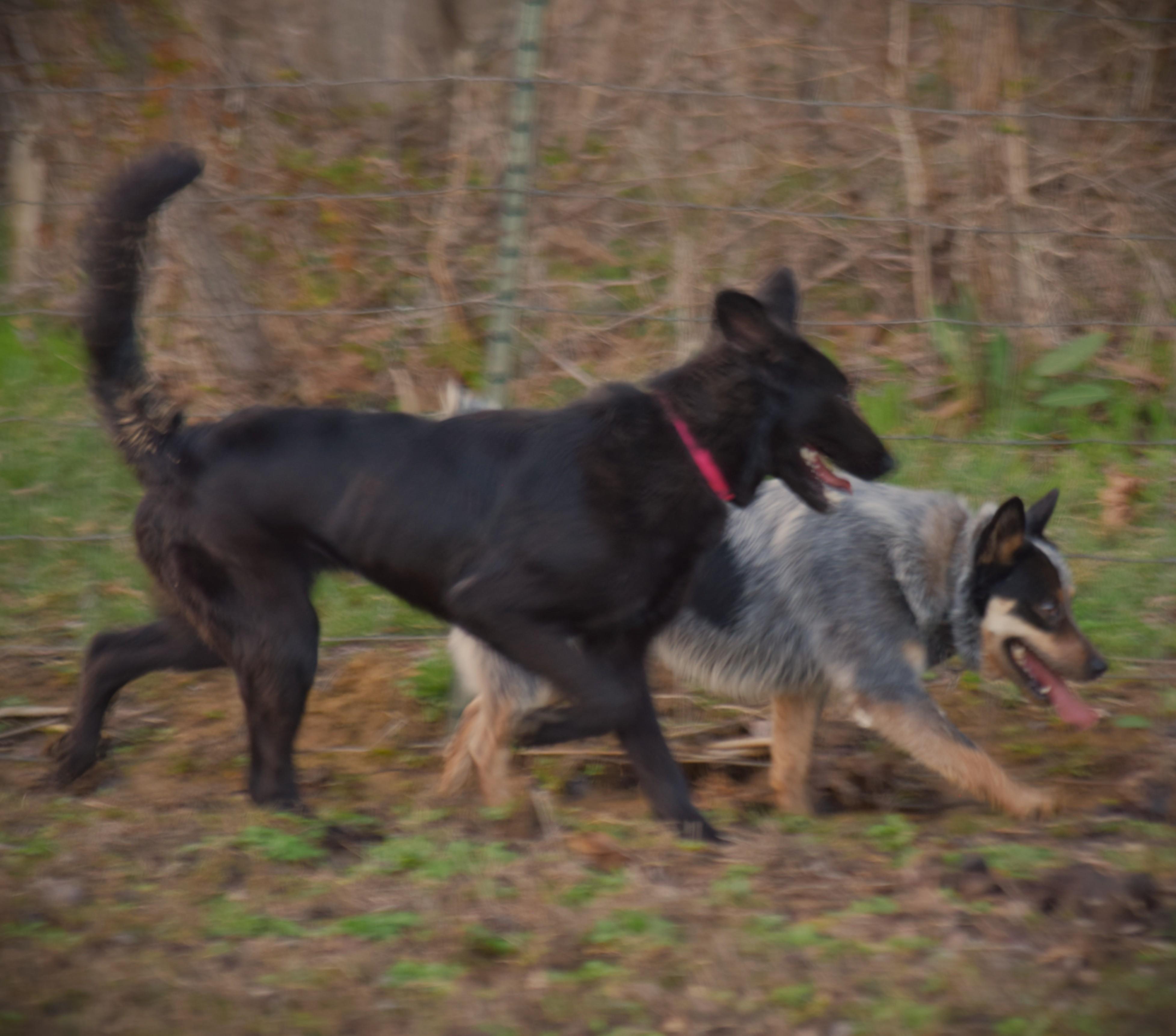 Enlarge Olive- Smart-Loyal, a ADOPTABLE mixed breed in Rockport, IN image 5/5
