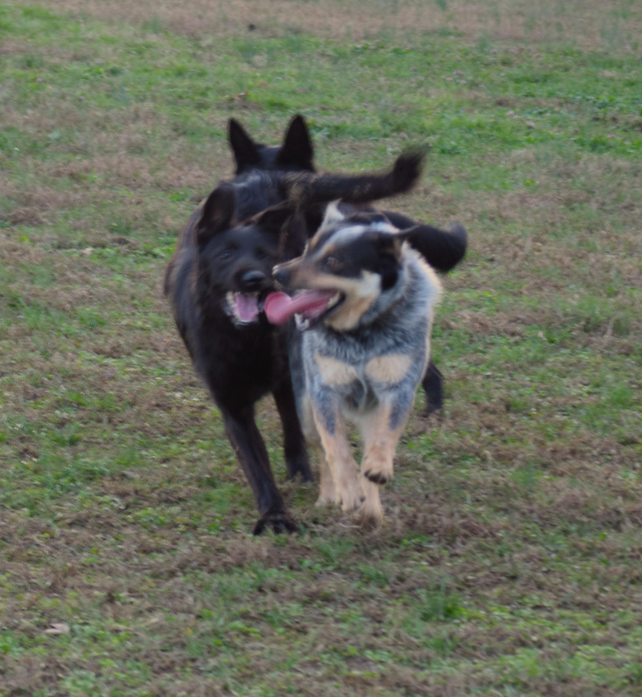 Enlarge Olive- Smart-Loyal, a ADOPTABLE mixed breed in Rockport, IN image 2/5