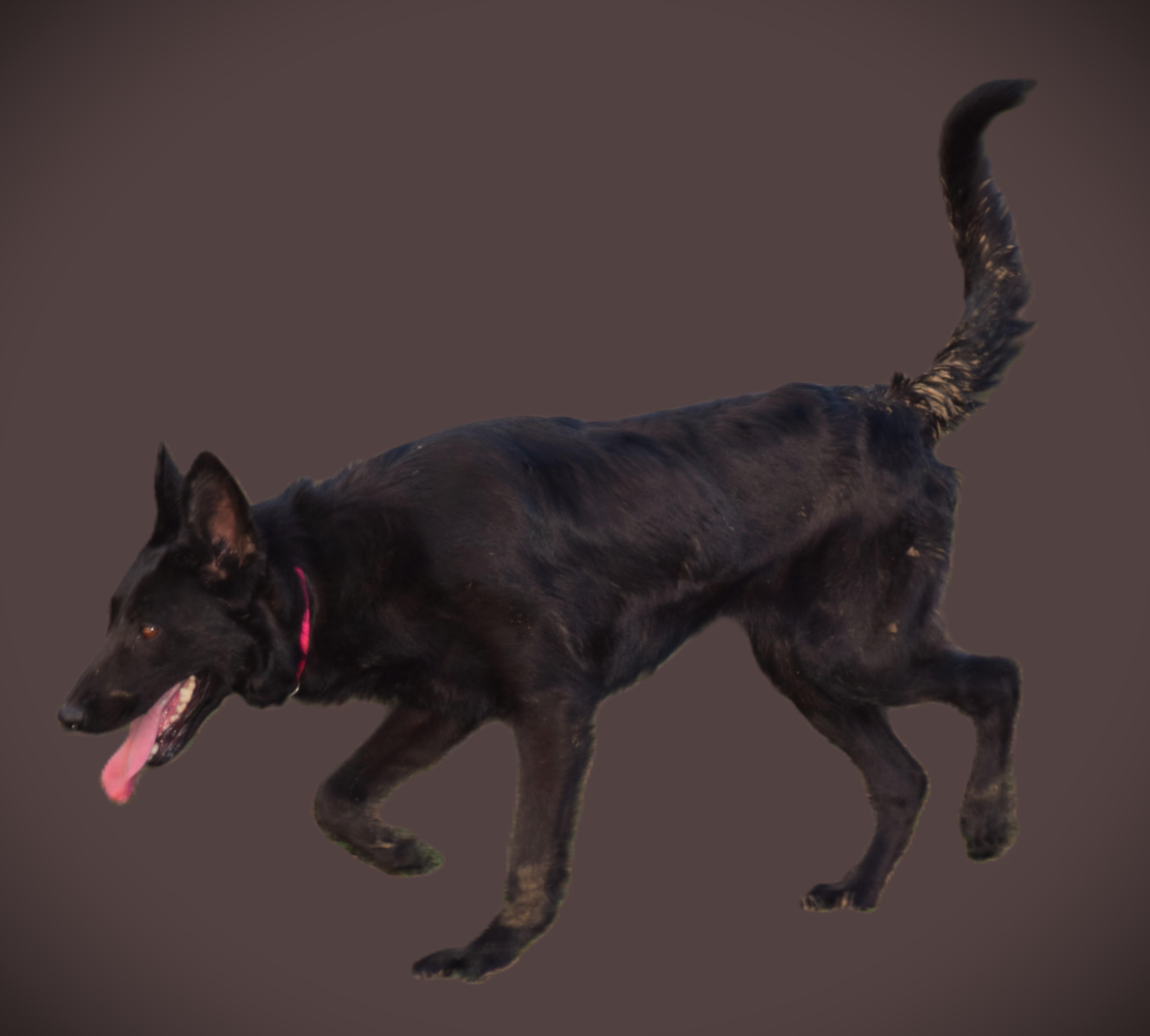 Enlarge Olive- Smart-Loyal, a ADOPTABLE mixed breed in Rockport, IN image 4/5