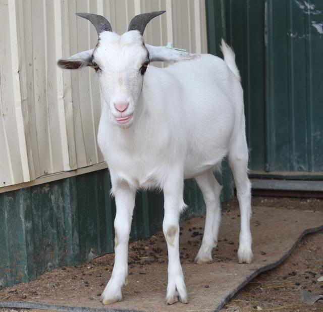 Enlarge PETER PAN, a Adoptable Goat in Union, MO image 1/1