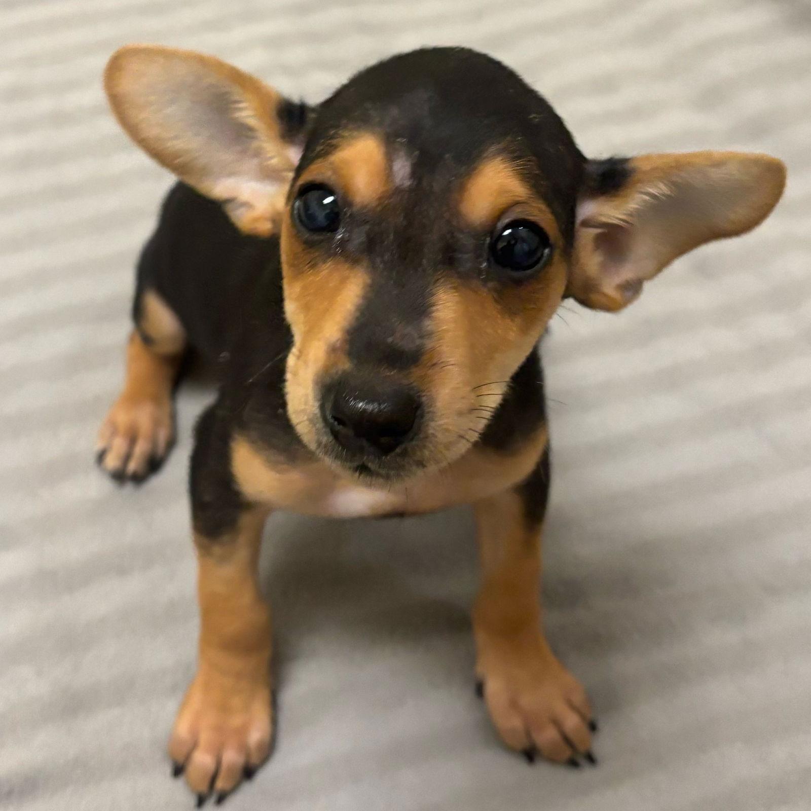 Chiweenie Puppies!, Adopted, Puppy Male Chihuahua & Dachshund.
