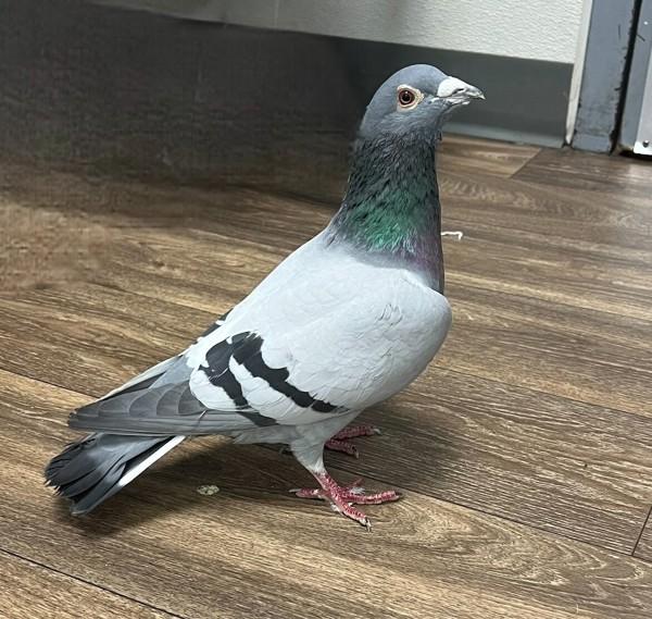 Enlarge Tooty, a Adoptable mixed breed in San Diego, CA image 1/2