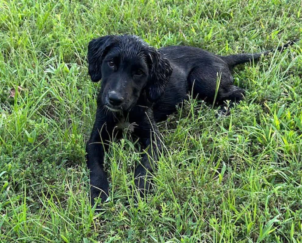 Rugar, an adoptable Labradoodle, Labrador Retriever in Watertown, CT, 06795 | Photo Image 1