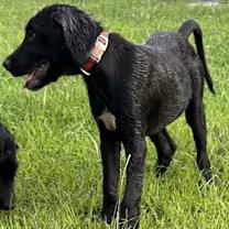 Rugar, an adoptable Labradoodle, Labrador Retriever in Watertown, CT, 06795 | Photo Image 4