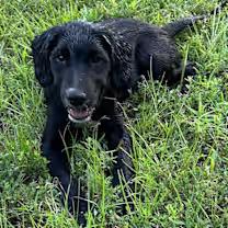 Rugar, an adoptable Labradoodle, Labrador Retriever in Watertown, CT, 06795 | Photo Image 3