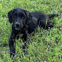 Rugar, an adoptable Labradoodle, Labrador Retriever in Watertown, CT, 06795 | Photo Image 2