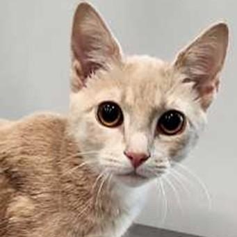 Enlarge Marley, a Adoptable Tabby in Lancaster, VA image 1/1