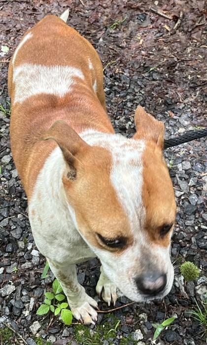 Etta, Adoptable, Adult Female Boston Terrier & Fox Terrier.