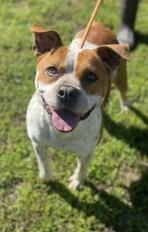 Etta, Adoptable, Adult Female Boston Terrier & Fox Terrier.