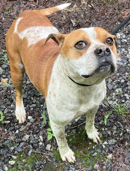 Etta, a Adoptable mixed breed in Blue Ridge, GA image 2/2