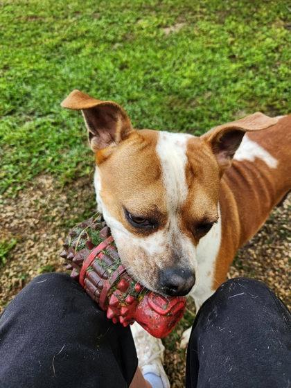 Enlarge Etta, a Adoptable mixed breed in Blue Ridge, GA image 2/2
