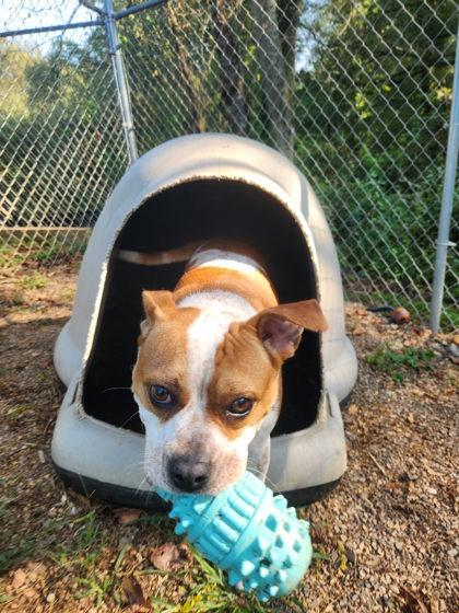 Enlarge Etta, a Adoptable mixed breed in Blue Ridge, GA image 2/2