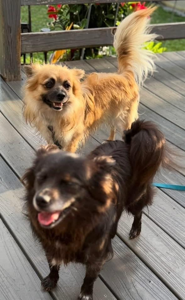 Enlarge Brooke & Zack (aka Brachy & Zachy) BONDED PAIR, a Adoptable Chihuahua in Bridgeton, NJ image 3/5