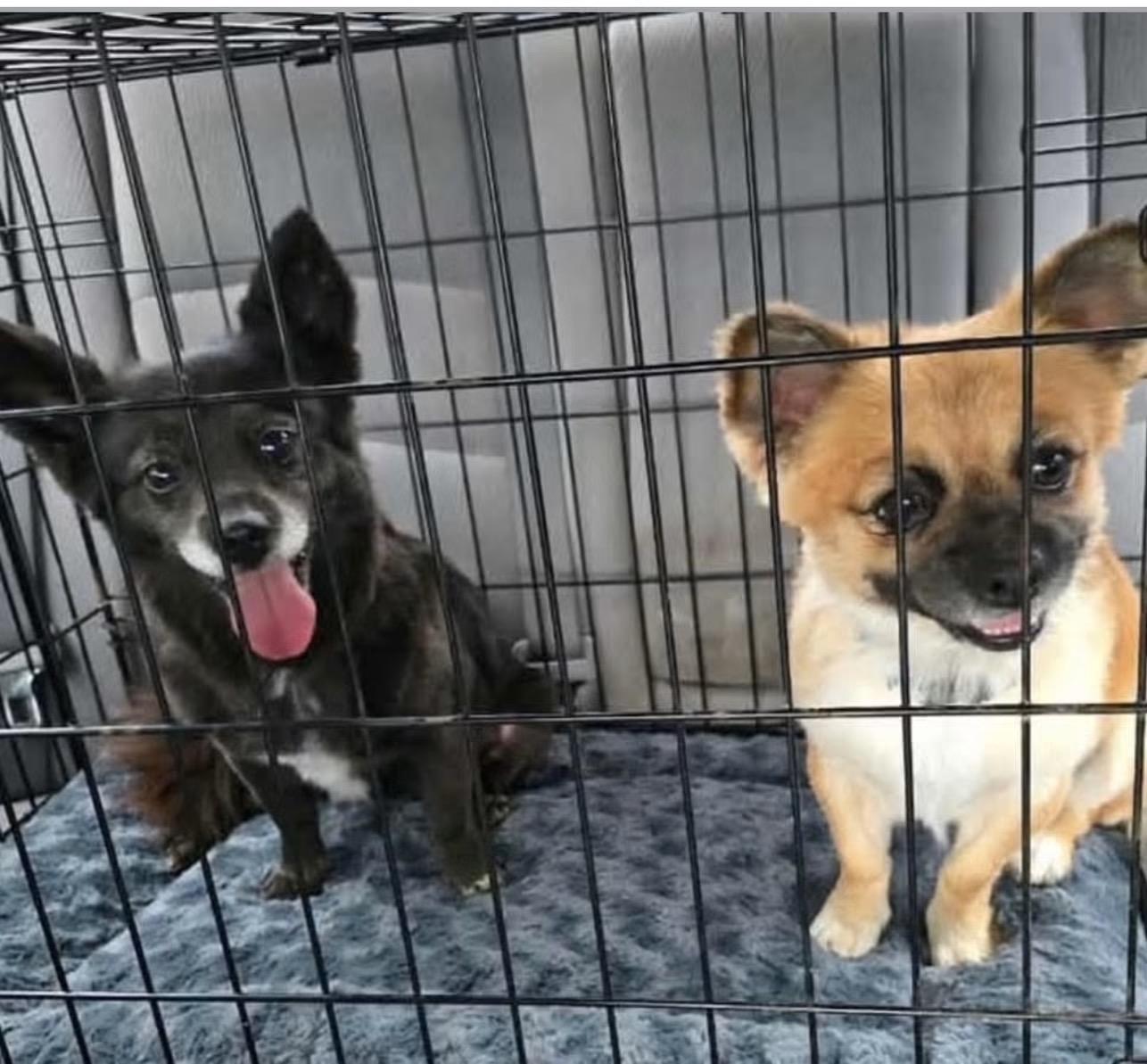 Enlarge Brooke & Zack (aka Brachy & Zachy) BONDED PAIR, a Adoptable Chihuahua in Bridgeton, NJ image 5/5
