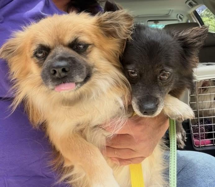 Enlarge Brooke & Zack (aka Brachy & Zachy) BONDED PAIR, a Adoptable Chihuahua in Bridgeton, NJ image 1/5