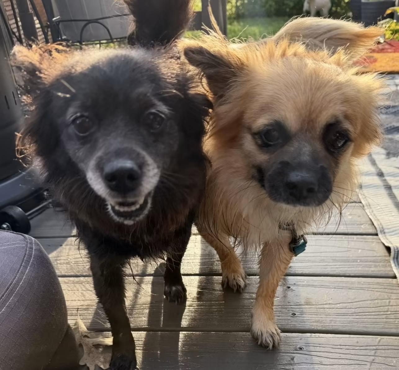 Enlarge Brooke & Zack (aka Brachy & Zachy) BONDED PAIR, a Adoptable Chihuahua in Bridgeton, NJ image 2/5