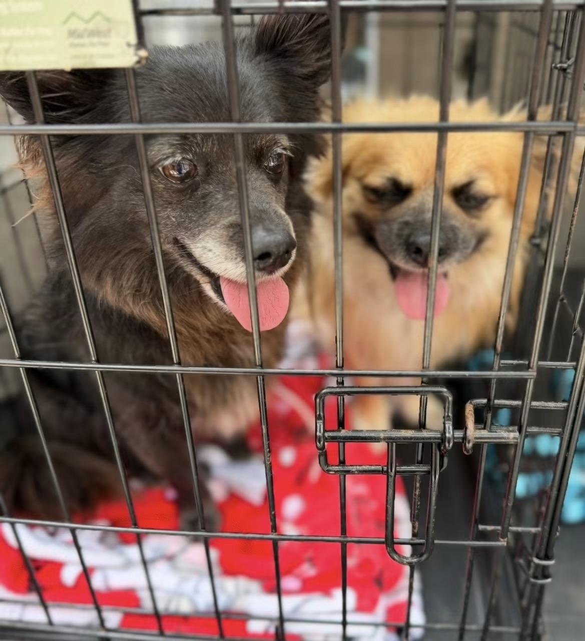 Enlarge Brooke & Zack (aka Brachy & Zachy) BONDED PAIR, a Adoptable Chihuahua in Bridgeton, NJ image 4/5