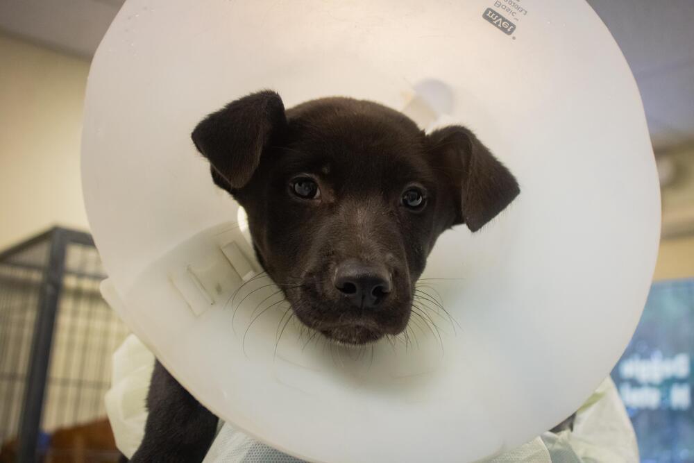 Turkey (FOSTERED LOCALLY), Adoptable, Puppy Male Mixed Breed.