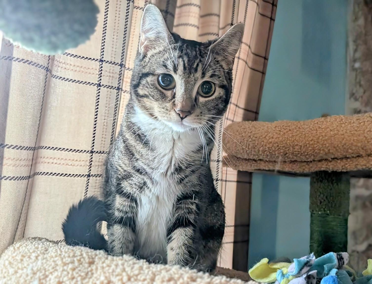 Pixie, a ADOPTABLE Domestic Short Hair in Winnipeg, MB image 3/6