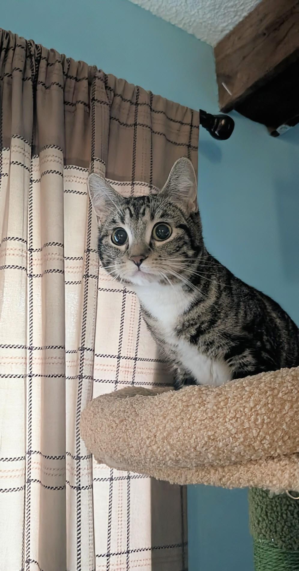 Pixie, a ADOPTABLE Domestic Short Hair in Winnipeg, MB image 1/6