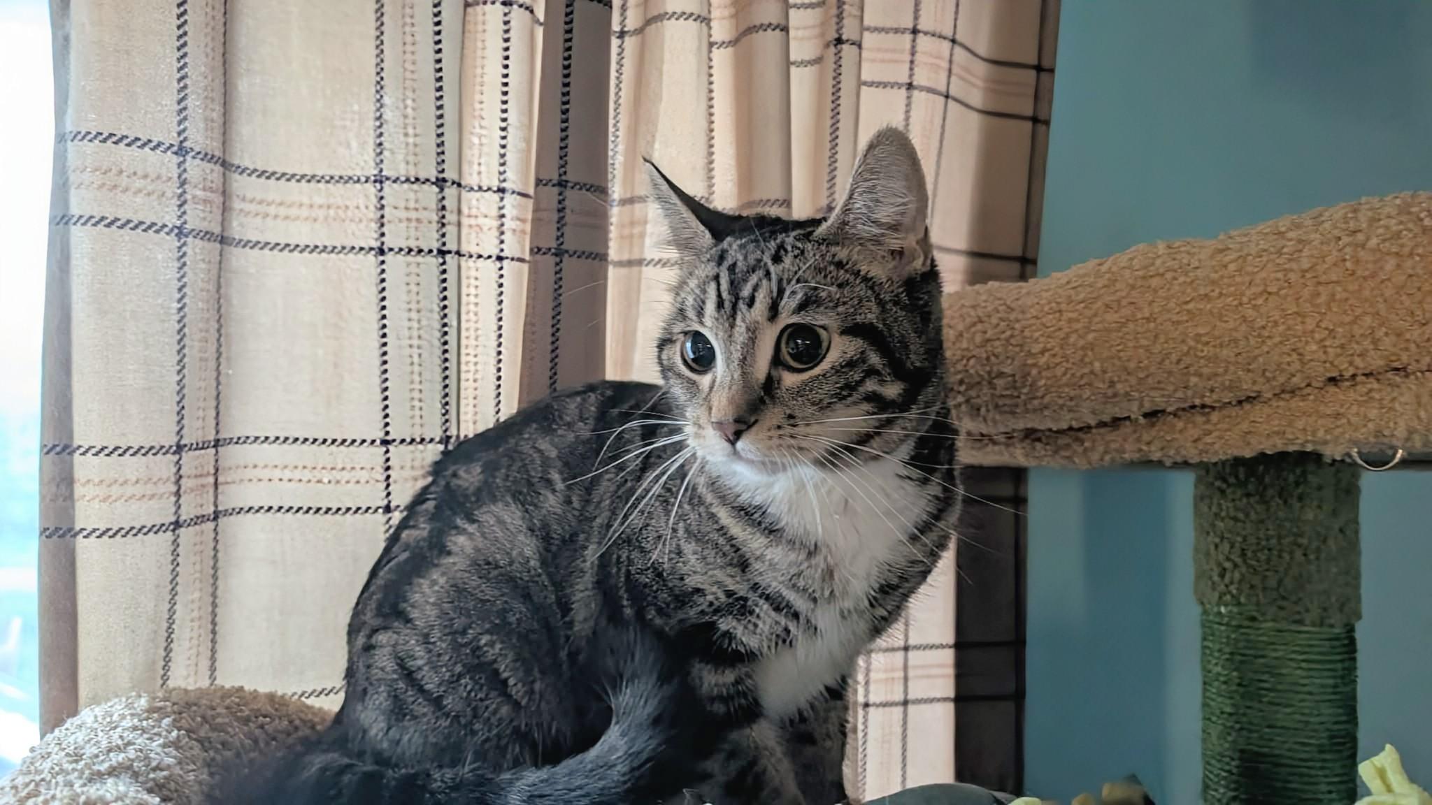 Pixie, a ADOPTABLE Domestic Short Hair in Winnipeg, MB image 6/6